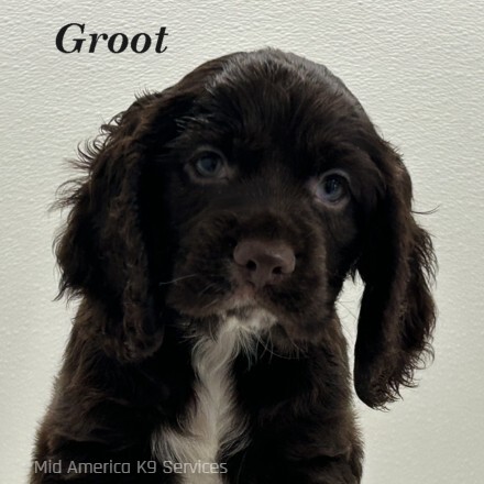 puppy, for, sale, Cocker Spaniel, Joe & Cherri  Overlease, dog, breeder, Miller, MO, dog-breeder, puppy-for-sale, forsale, nearby, find, puppyfind, locator, puppylocator, aca